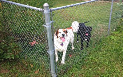 Keep Pets Contained with Chain Link Fence Installation